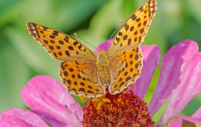 Brown-orange butterfly with open wings resting on a pink flower, green out-of-focus background