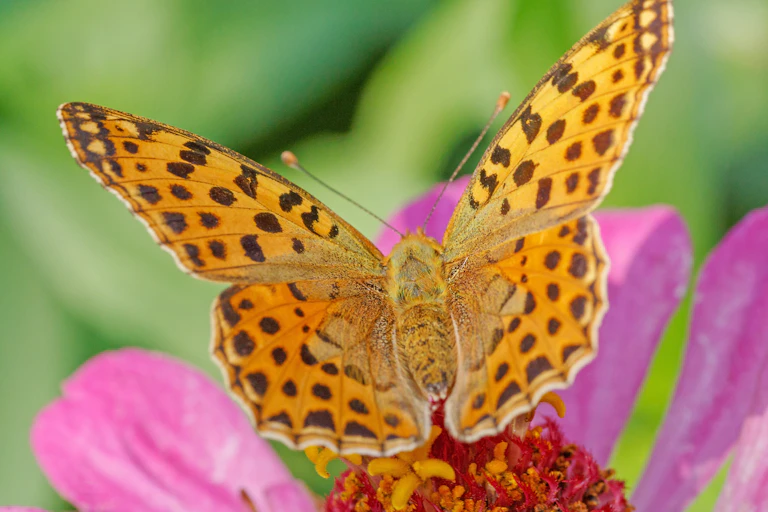 Brown-orange butterfly with open wings resting on a pink flower, green out-of-focus background