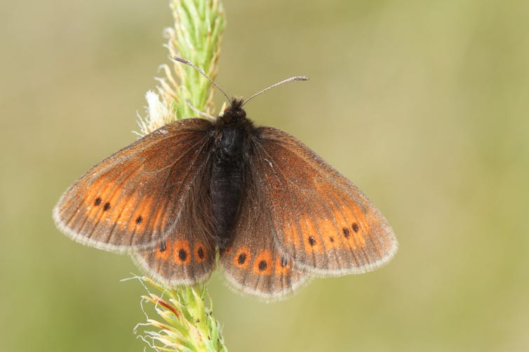 Small brown butterflu with orange and black spots on wings, wings open as it rests on grass