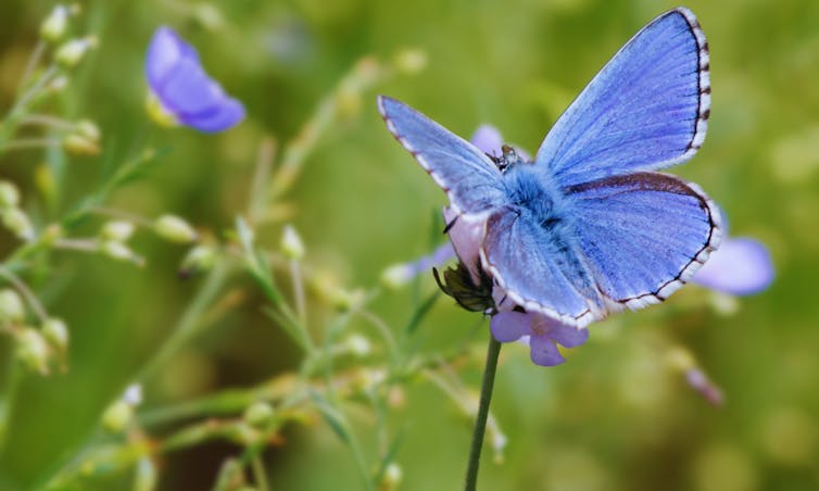 Bright blue butterfly on grassy plant, burry green background