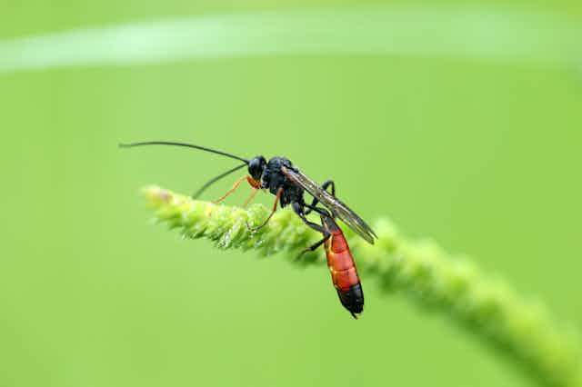 a black wasp with a long red abdomen