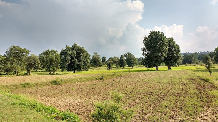 A farm field with scattered trees.
