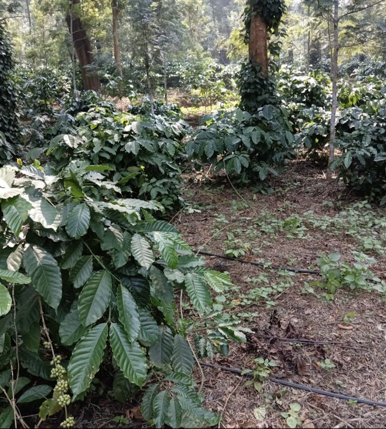 A coffee farm with trees.