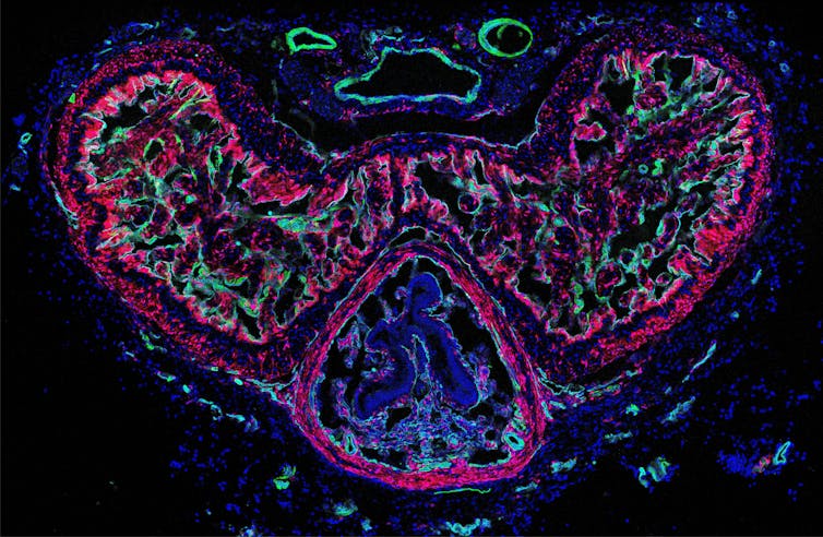 A cross-section of a mouse penis.