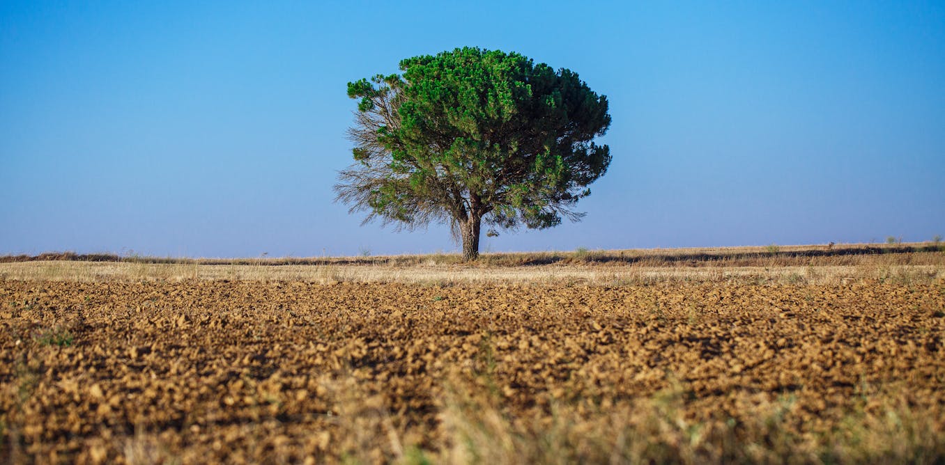 Trees can make farms more sustainable – here’s how to help farmers plant more