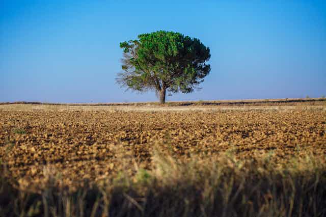 A lone tree in a farm field.