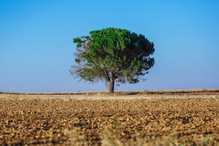 A lone tree in a farm field.
