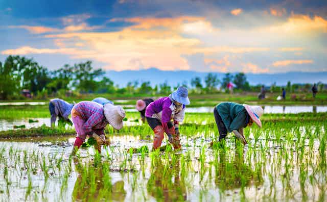 Women working in rice fields. 