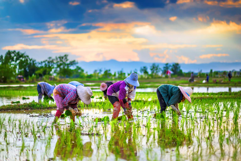 Women working in rice fields.