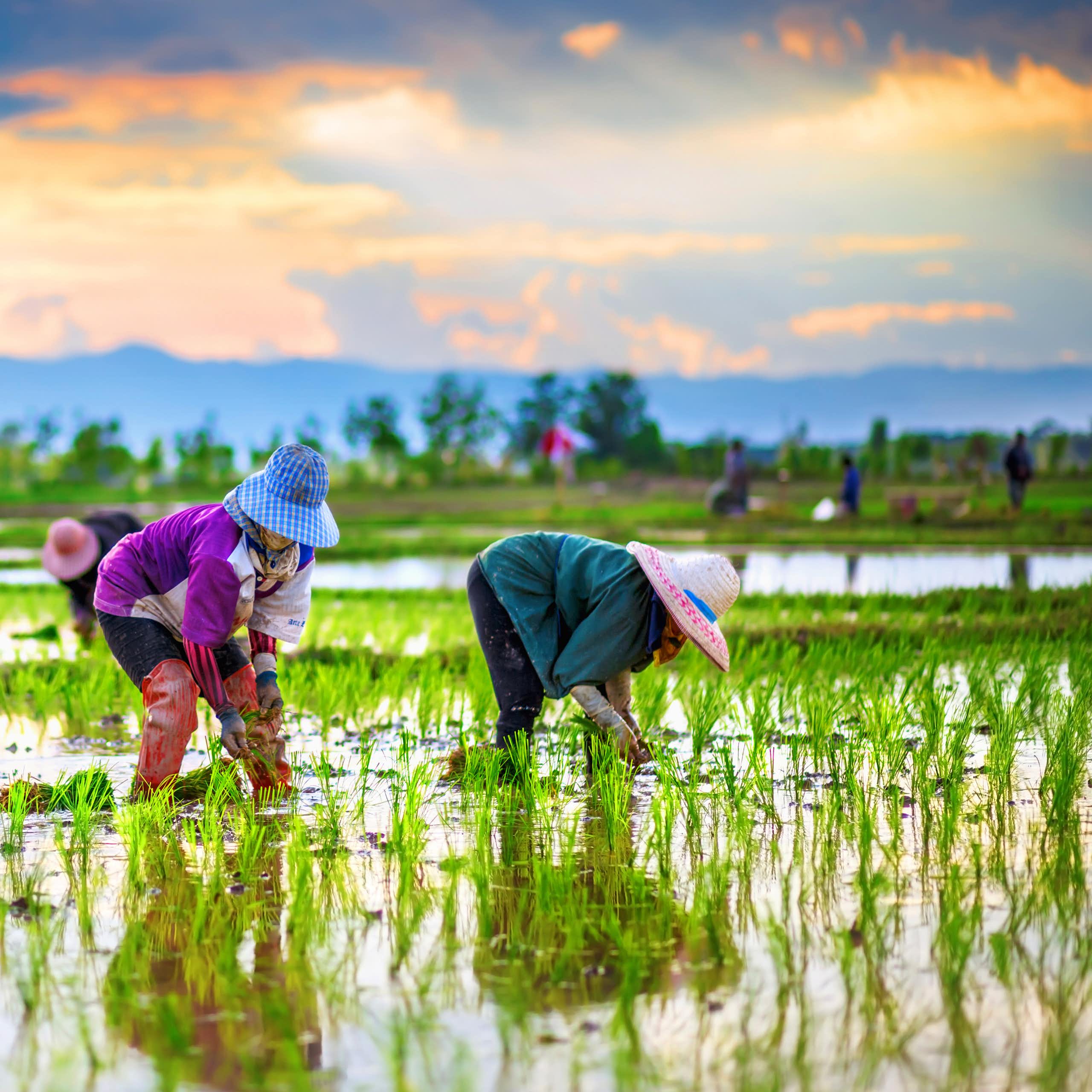 Women working in rice fields. 