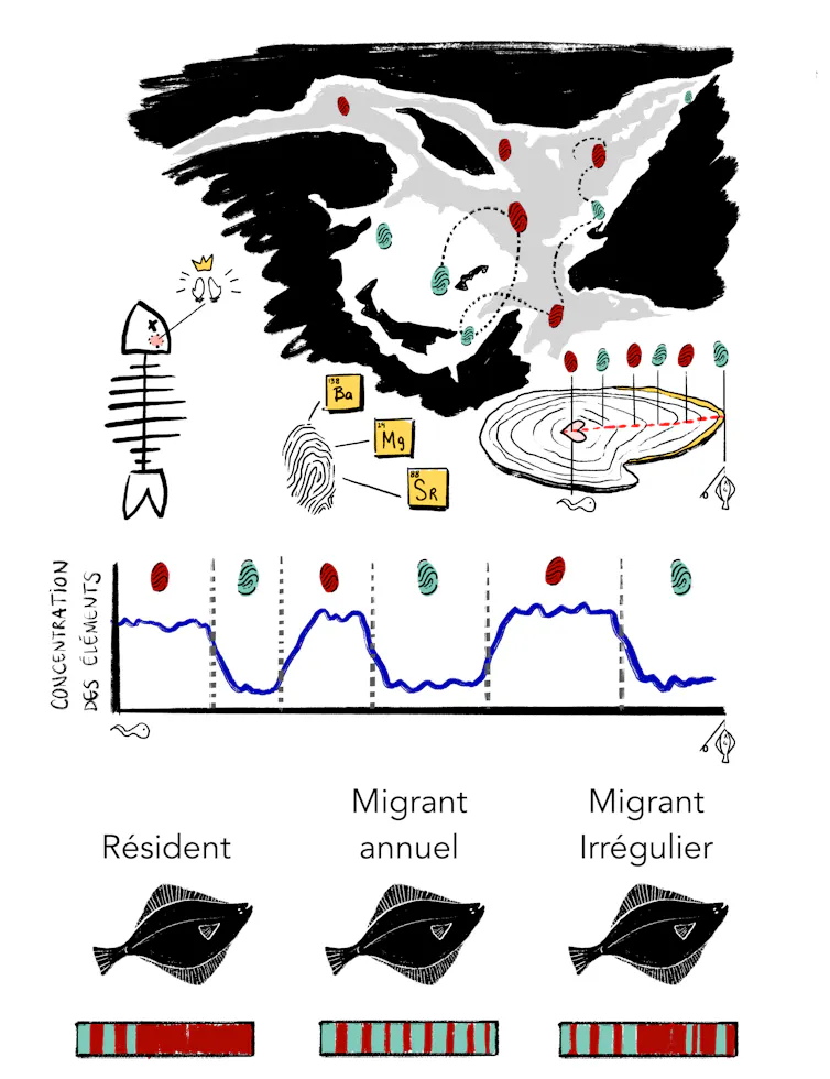 How do halibut migrate? Clues are in their ear bones