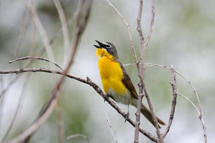 A bird sings on a branch.