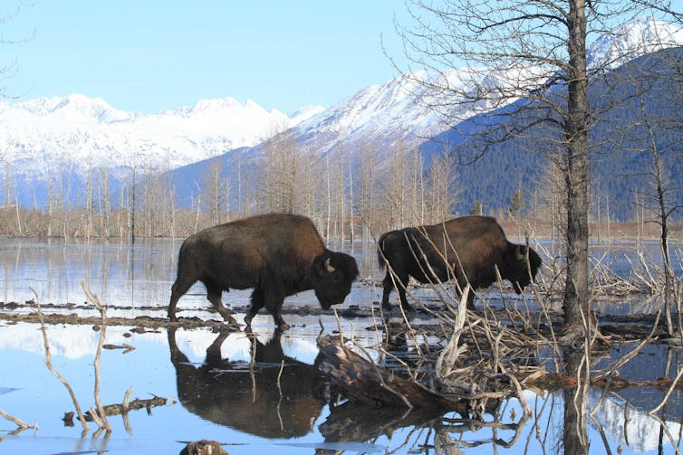 Two bison walk in wetlands under the shadow of a mountain range.
