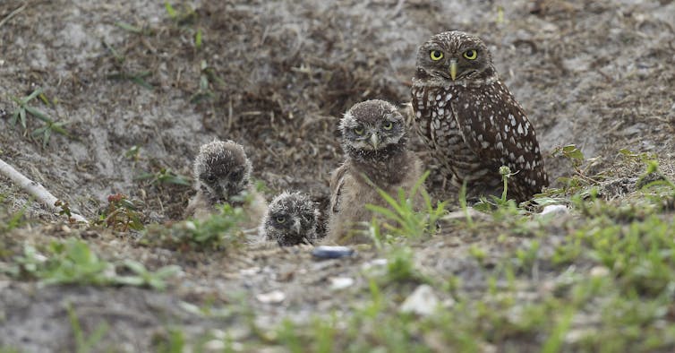Owls seen in a nest on the ground.