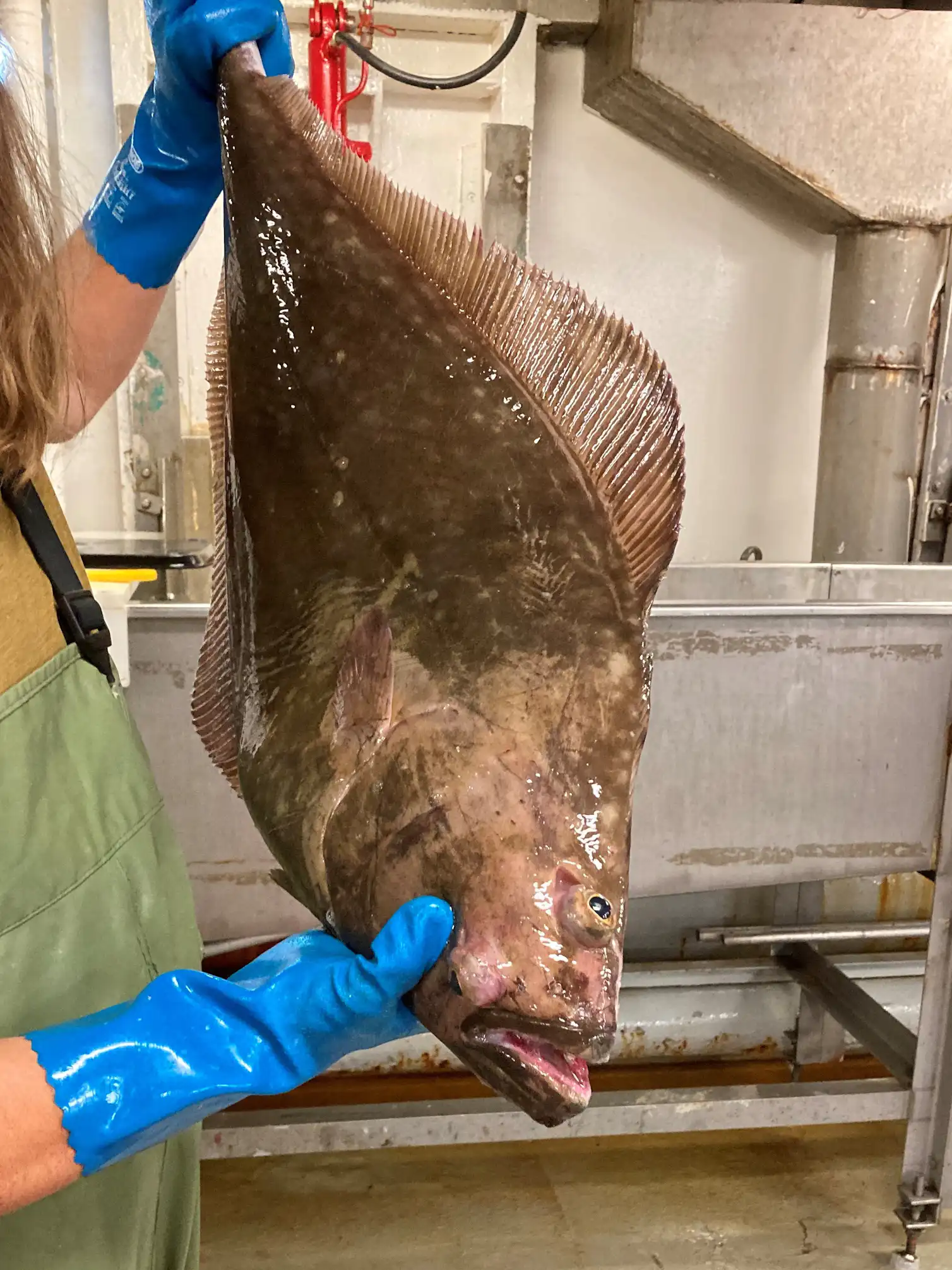 How do halibut migrate? Clues are in their ear bones