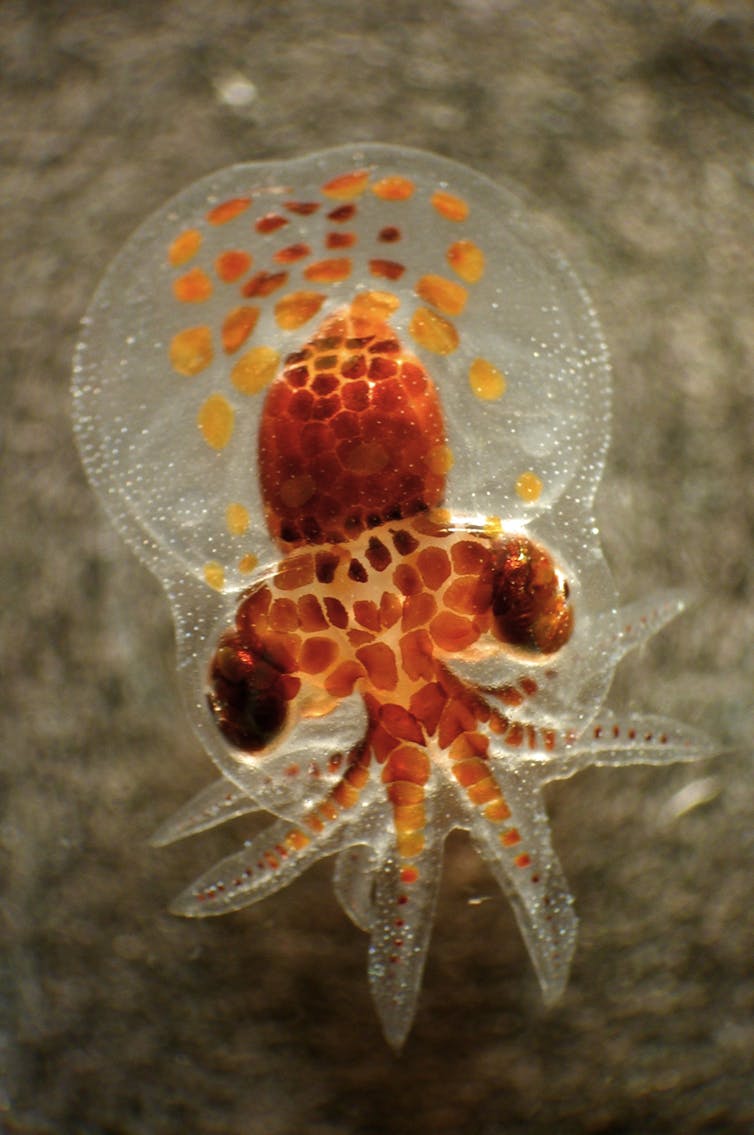 Tantalising tentacles: octopus could be the next big thing in ...