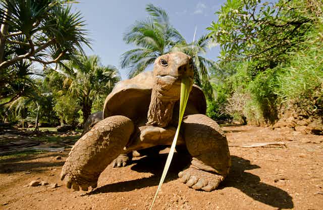 A tortoise eating a leaf stands on some dry sand in front of palm trees and bushes