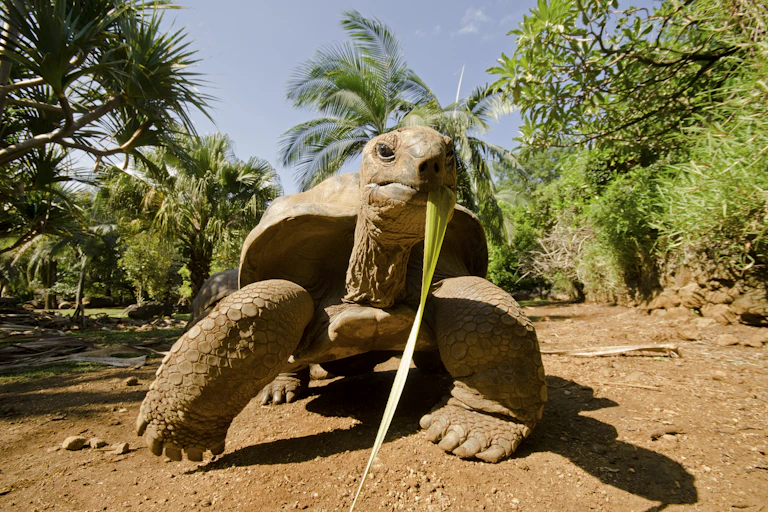 A tortoise eating a leaf stands on some dry sand in front of palm trees and bushes