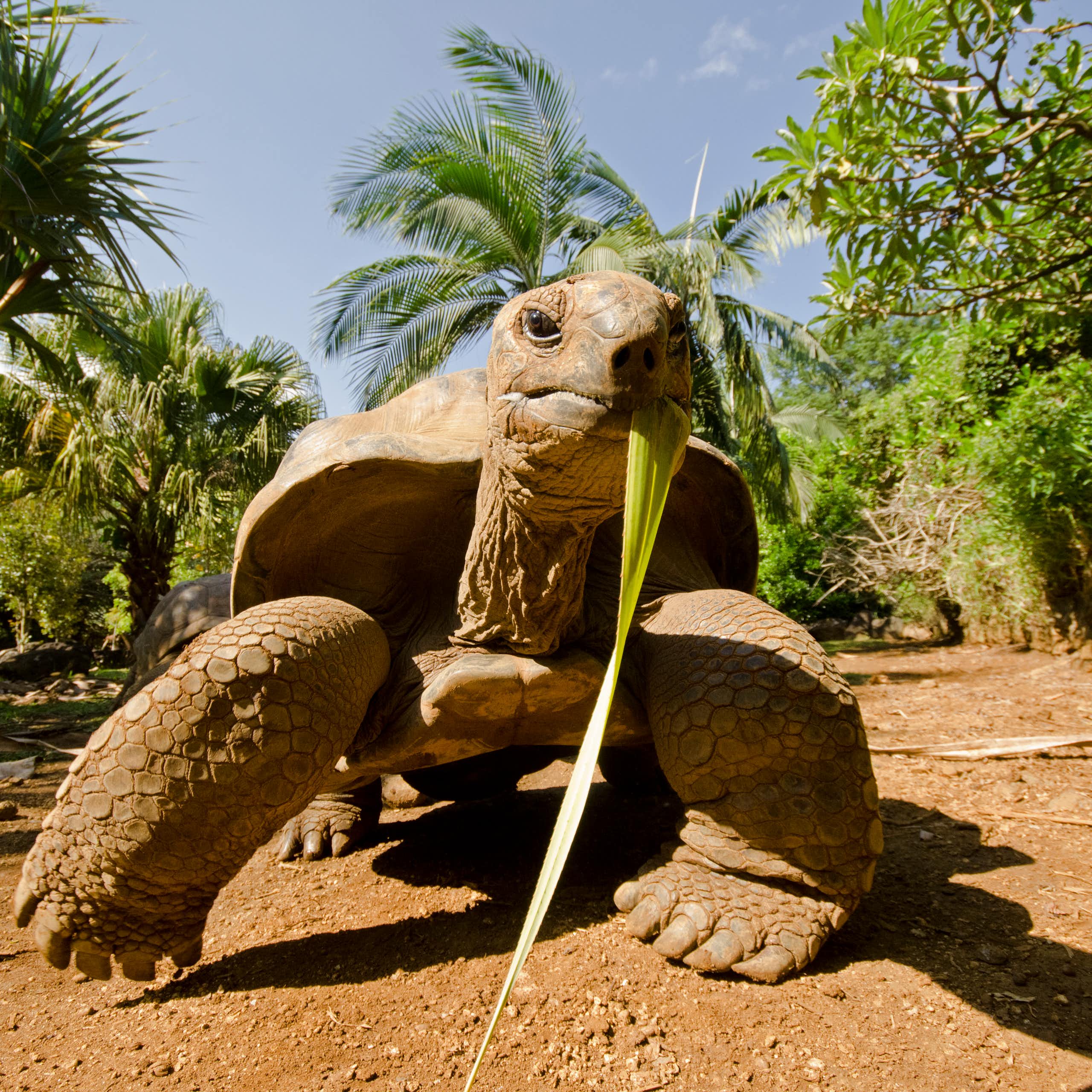 A tortoise eating a leaf stands on some dry sand in front of palm trees and bushes