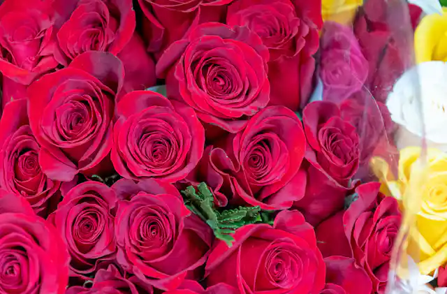 Americans spend millions of dollars on Valentine’s Day roses. I ...