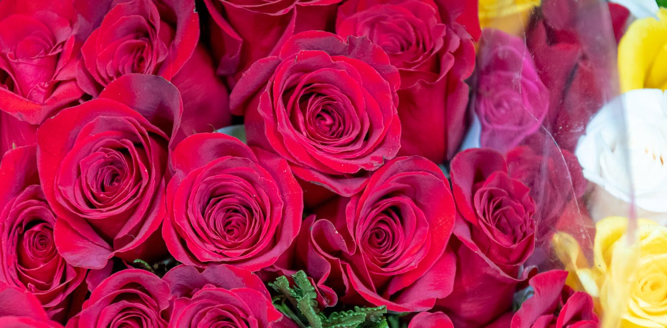 Americans spend millions of dollars on Valentine’s Day roses. I calculated exactly how much