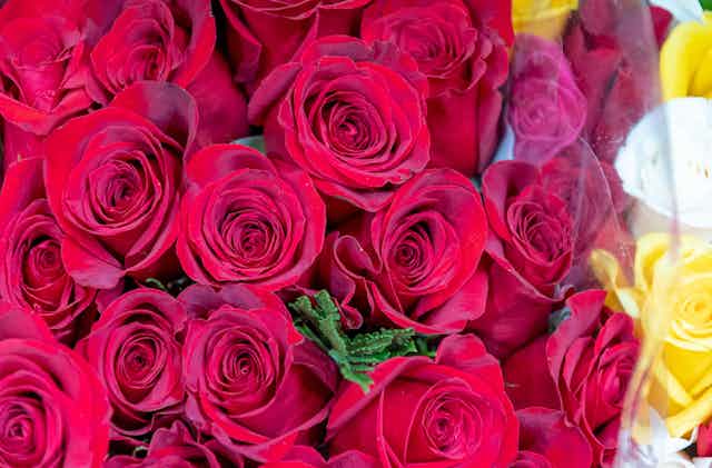 More than a dozen roses, nearly all of which are red, are seen in a close-up photo.