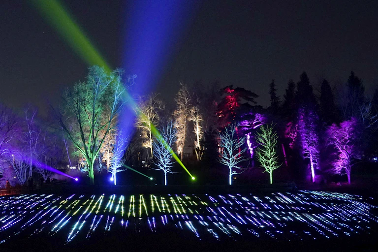 trees lit in vivid colours at night