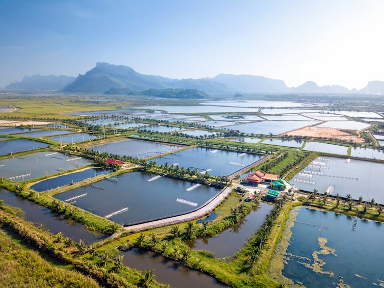 prawn farms in Thailand
