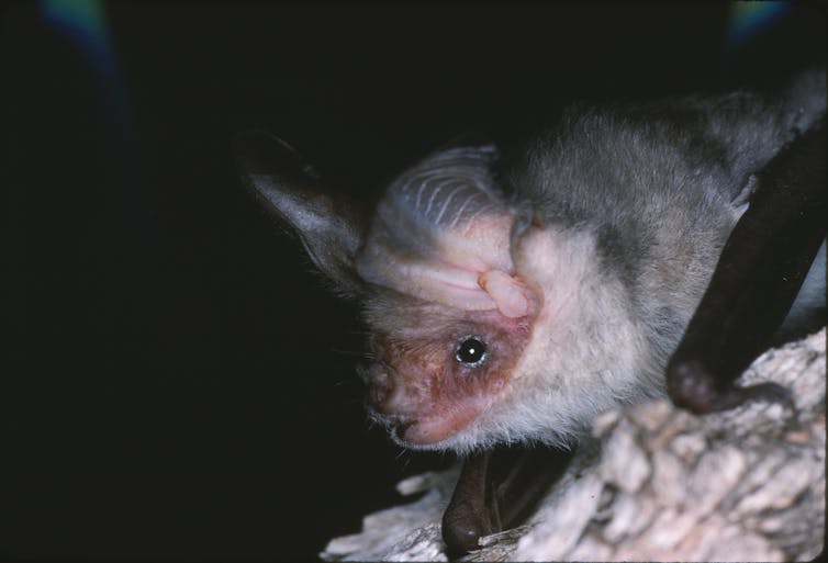 small bat with giant ears