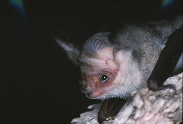 small bat with giant ears