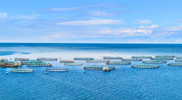 fish farms at sea