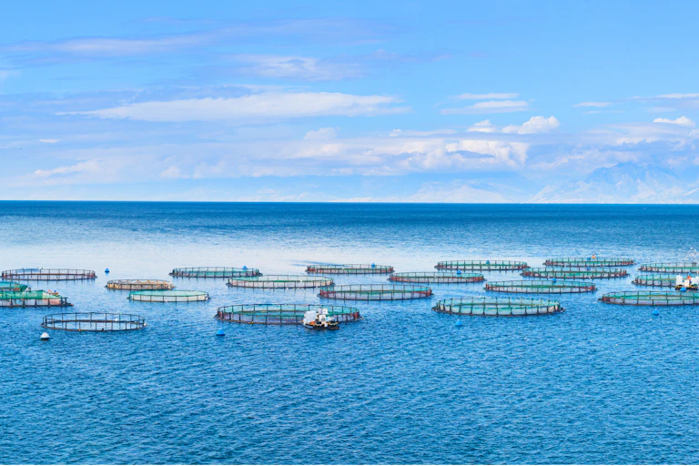 fish farms at sea