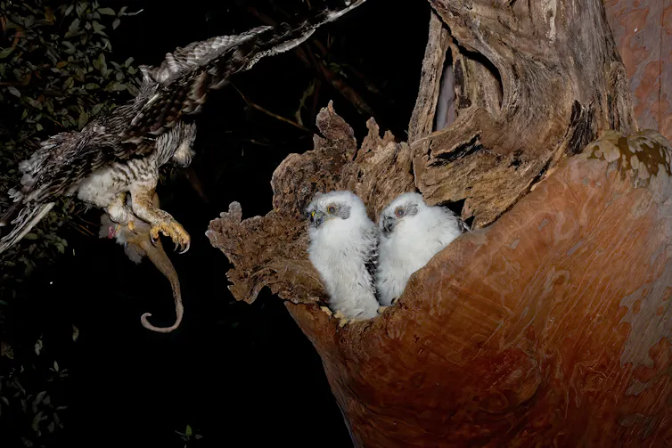 A large grey and grown owl carrying a possum flies up to two fluffy white owl chicks sitting in a tree hollow.