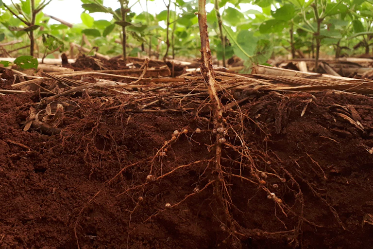 Underground show of plant roots with small white nodule lumps on - green plant shoots growing up above ground.