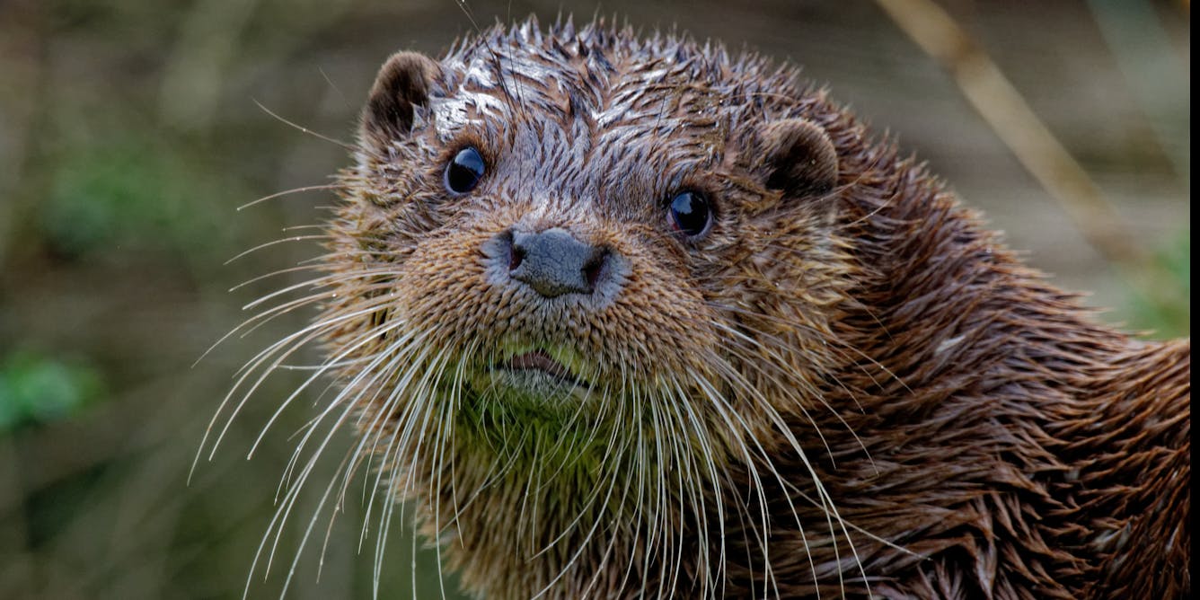 A Thai Otter Pair Could Have Helped the UK Otter Population Recover: Study Suggests