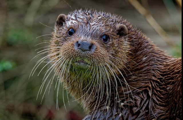 A cute Eurasian otter with long whiskers stares into the camera