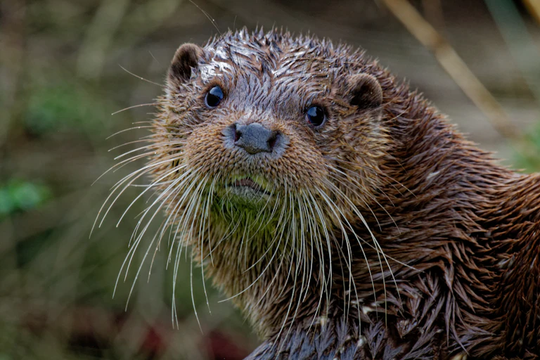 A cute Eurasian otter with long whiskers stares into the camera