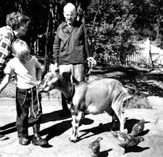 A young boy feeds a goat while his parents stand nearby.