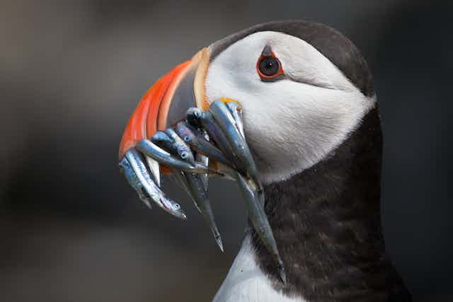 Close up shot of black and white puffin seabird with red colourful beak and small silver sandeel fish in its beak