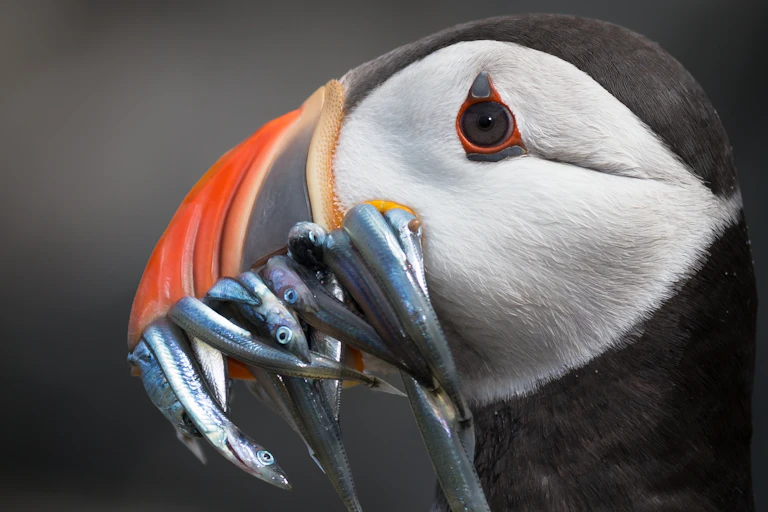 Close up shot of black and white puffin seabird with red colourful beak and small silver sandeel fish in its beak