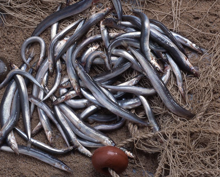 Small thin silver fish dead laying on brown fishing net