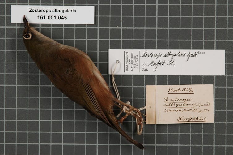 A museum specimen of a white-breasted white-eye, now an extinct bird