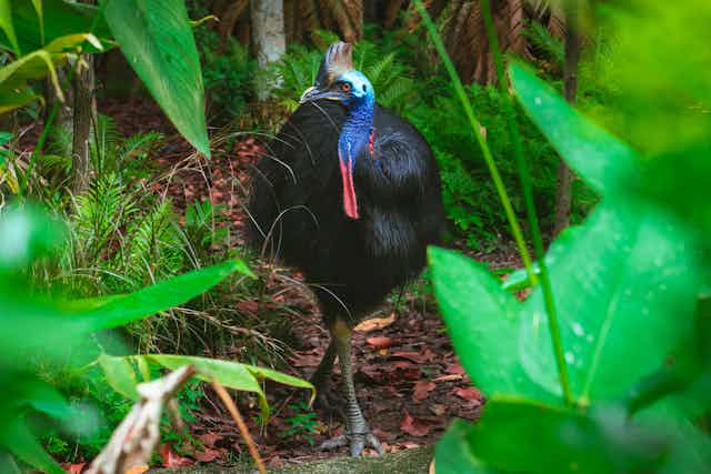 A southern cassowary in the rainforest