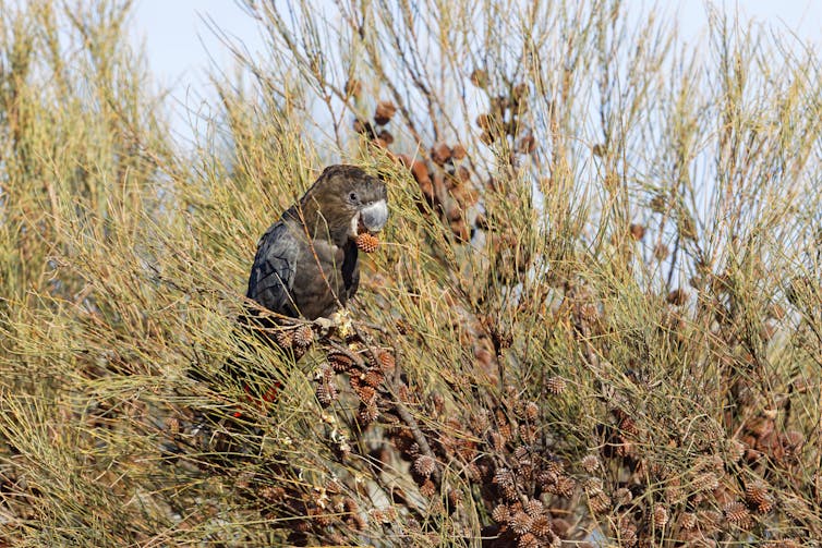 A glossy black-cockatoo eats seeds from a casuarina tree on Kangaroo Island