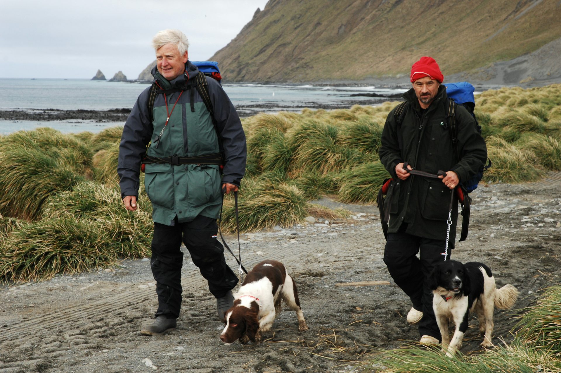 Two people with dogs used to track down invasive species on Macquarie Island