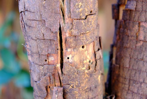 Australia’s shot-hole borer beetle invasion has begun, but we don’t need to chop down every tree under attack