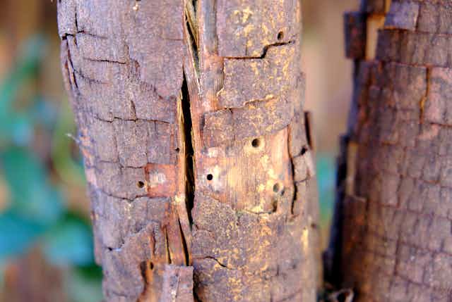 Shotgun-like lesions on the tree bark and trunk at entry holes of the polyphagous shot hole borer.