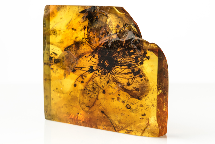 A flower with five petals inside a piece of amber