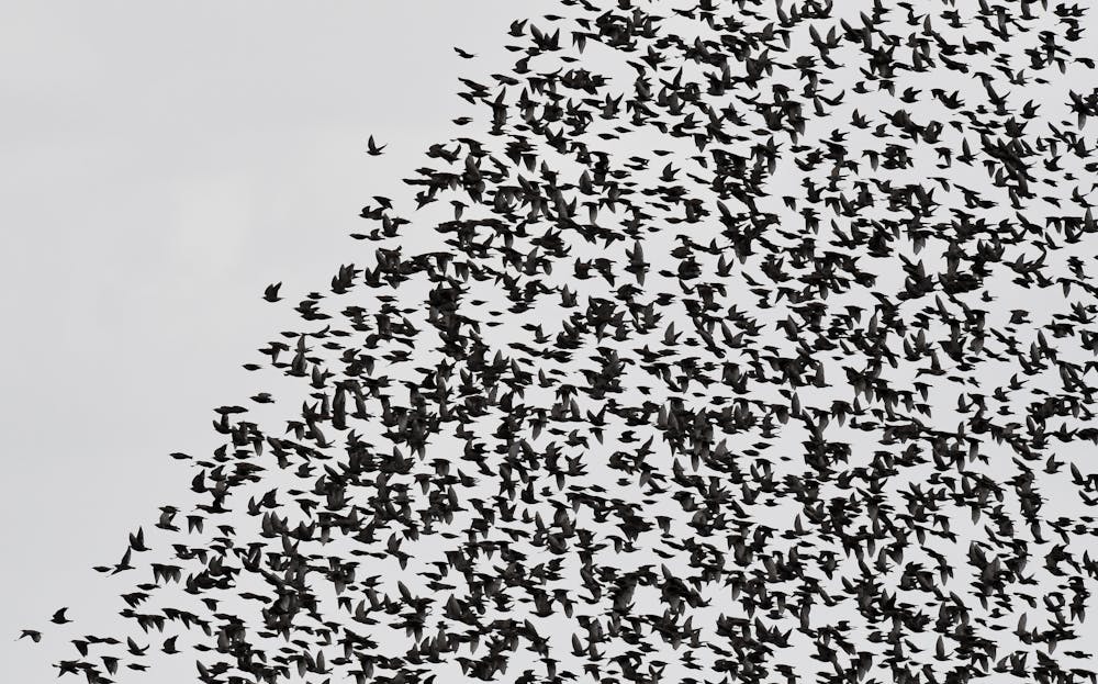 Migrating animals face collapsing numbers major new UN report Migrating animals face collapsing numbers major new UN report