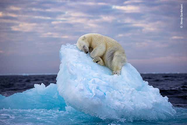 A polar bear sleeping onto of a glacier.